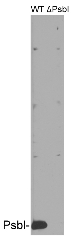western blot detection using anti-PsbI antibodies (cyanobacterial)
